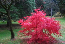 Borden - Red tree at Kripalu